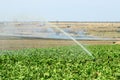 Installation of irrigation system in the field, water sprinkler in function of watering of agricultural plants. Royalty Free Stock Photo