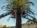Installation of an outdoor Christmas tree. Workers on a crane install the main city Christmas tree. The holiday is approaching.