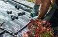 Installing Drip Irrigation System in Garden Royalty Free Stock Photo