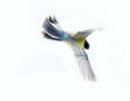 Instant photography allows you to see oxeye Great Tit of air balancer