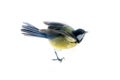 Instant photography allows you to see oxeye Great Tit of air balancer