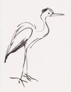 Instant sketch, stork