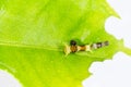 Instar caterpillar of common mormon butterfly