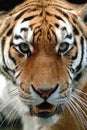 Instinct - tiger Royalty Free Stock Photo