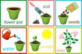 Instructions on how to plant flower in six easy steps with titles. Step by step
