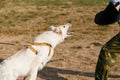 The instructor conducts the lesson with the white Swiss shepherd dog