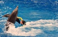 Instructor interact with Dolphin in Sea World. It`s marine animals theme park .
