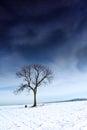 Insular tree on snow field