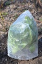 Insulation of the plant during cooling with a plastic bag.