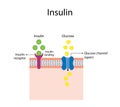 Insulin mechanism of action, regulates glucose metabolism and glucose blood level.