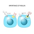 Insulin acts as the key which unlocks the cell to allow glucose to enter the cell and be used for energy