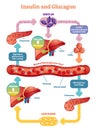 Insulin and glucagon vector illustration diagram. Educational medical information.