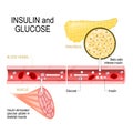Insulin in pancreas and glucose in muscle