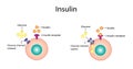 Insulin mechanism of action, regulates glucose metabolism and glucose blood level.
