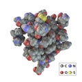 Insulin molecule, 3D illustration