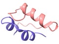 A 3D-model of the recombinant human insulin chains A and B