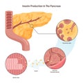 Insulin production mechanism. Pancreas b-cells release insulin. Metabolic Royalty Free Stock Photo