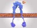 Insulin receptor inactivated, insulin close to the binding site