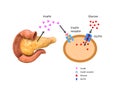 Insulin regulates the metabolism and is the key that unlocks the cell`s glucose channel, 3d 2d graphic, render