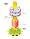 Insulin release and function