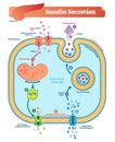 Insulin secretion vector illustration. Biological pancreas function.