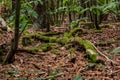 Intact nature in a lush green forest in Germany