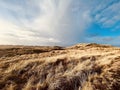 Intact nature showing grassy dune landscape in evening light