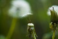 Intact nature. Taraxacum flower on nature landscape. Wild dandelion on summer day. Dandelion flower seeds blowing away