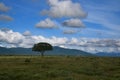 Intact nature, a tree, mountain, and blue sky. African savanna