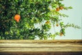 intage wooden board table in front of dreamy pomegranate tree landscape Royalty Free Stock Photo