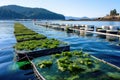 integrated multi-trophic aquaculture seaweed growth