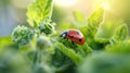 Integrated Pest Management in Organic Gardens