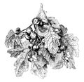 Integrifolium Solanum vintage illustration