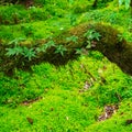 The integrity of the forest. Doi Inthanon National Park. Chiang