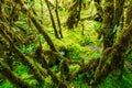 The integrity of the forest. Doi Inthanon National Park.