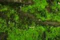 Integrity of the forest, national park. Beautiful green moss on the floor, moss close-up, macro. Beautiful background of moss with