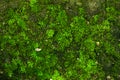 Integrity of the forest, national park. Beautiful green moss on the floor, moss close-up, macro. Beautiful background of moss with