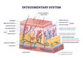 Integumentary system with epidermis surface layer structure outline diagram