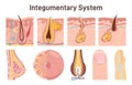 Integumentary system set. Human epidermis layer structure, gland, hair