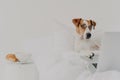 Intelligent breed dog stays in bed and works on laptop computer, wears spectacles, types with paws on keyboard and focused in Royalty Free Stock Photo