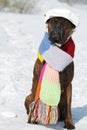 Intelligent dog breed boxer is sitting in hat and scarf in the s Royalty Free Stock Photo