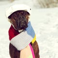 Intelligent dog breed boxer is sitting in hat and scarf