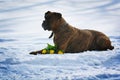 Intelligent dog breeds brindle boxer lies in winter on snow with Royalty Free Stock Photo