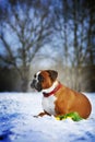 Intelligent dog breeds red boxer lies in winter on snow with flo Royalty Free Stock Photo