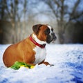 Intelligent dog breeds red boxer lies in winter on snow with flo Royalty Free Stock Photo