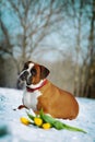 Intelligent dog breeds red boxer lies in winter on snow with flo Royalty Free Stock Photo