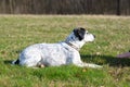 Intelligent dog learning a stay command Royalty Free Stock Photo