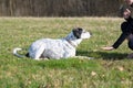 Intelligent dog learning a stay command Royalty Free Stock Photo