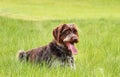 Intelligent, eager to please, friendly, cheerful dog. Bohemian Wirehaired Pointing Griffon is a versatile gundog with a thick wiry