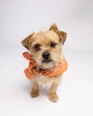 Small brown terrier mixed breed mutt leans  in and stares in to the camera in an orange bandana Royalty Free Stock Photo